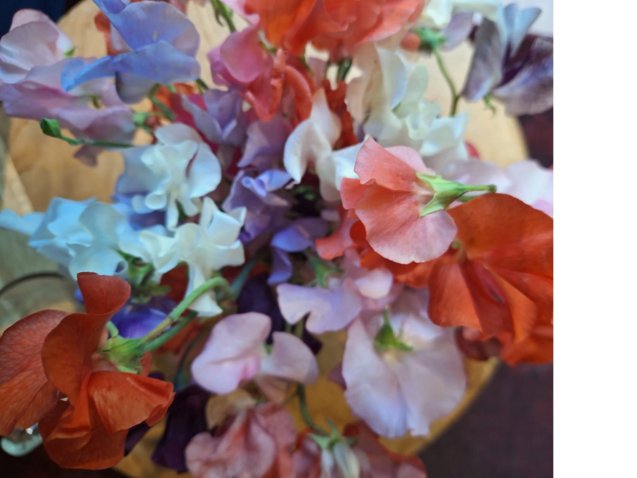 Lathyrus1