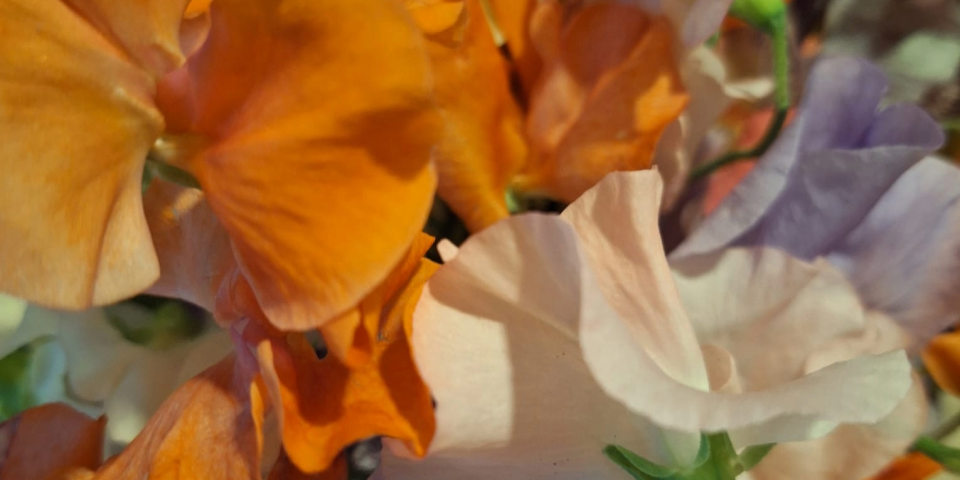 Lathyrus4